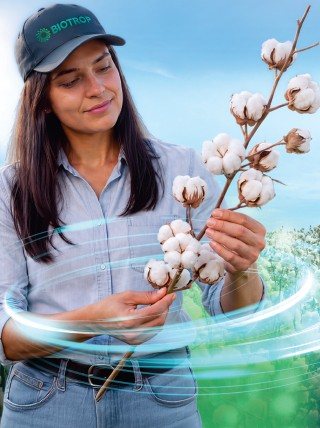 Especialista BIOTROP avaliando capulhos de algodao